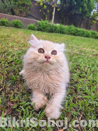 Traditional Persian kitten